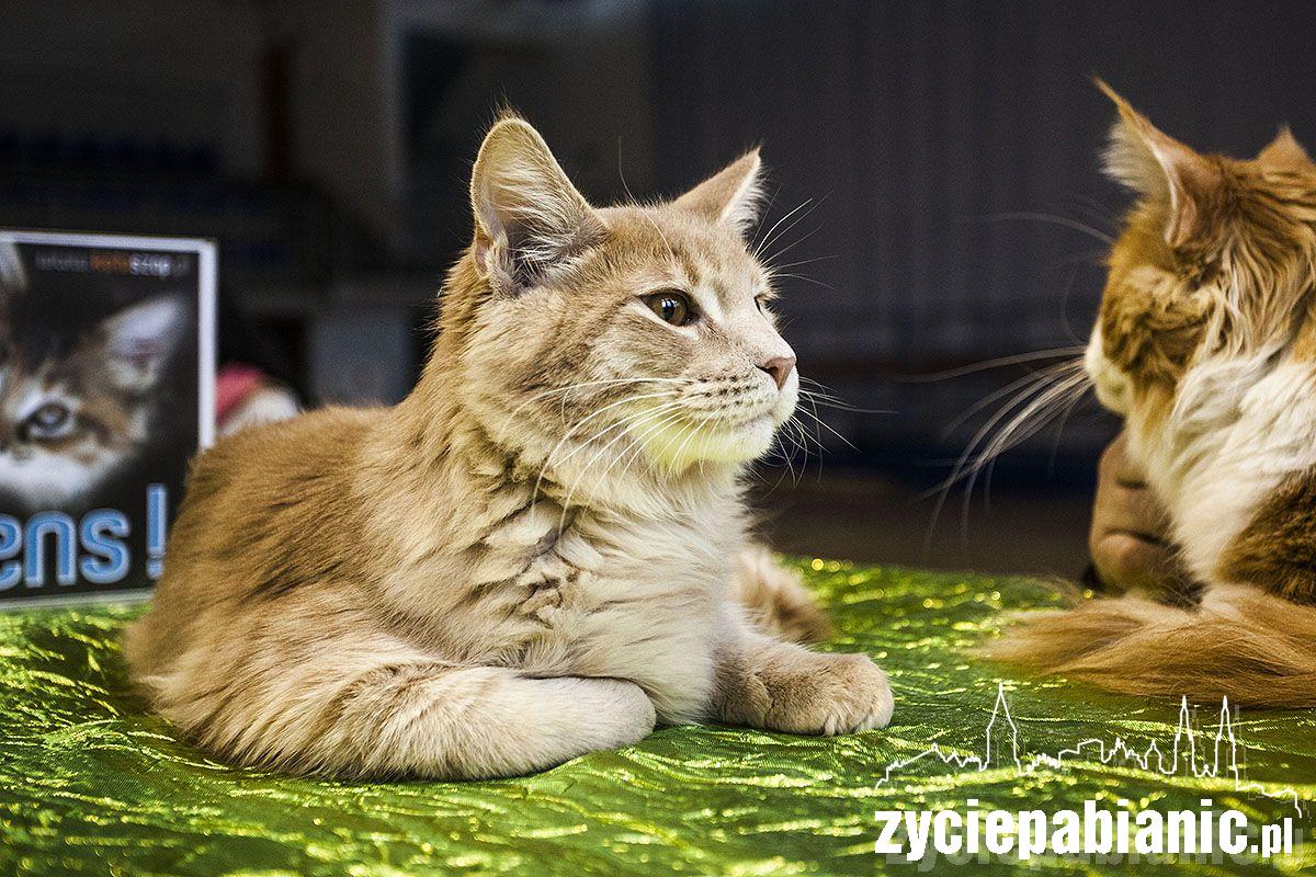 Wystawa rasowych kotów