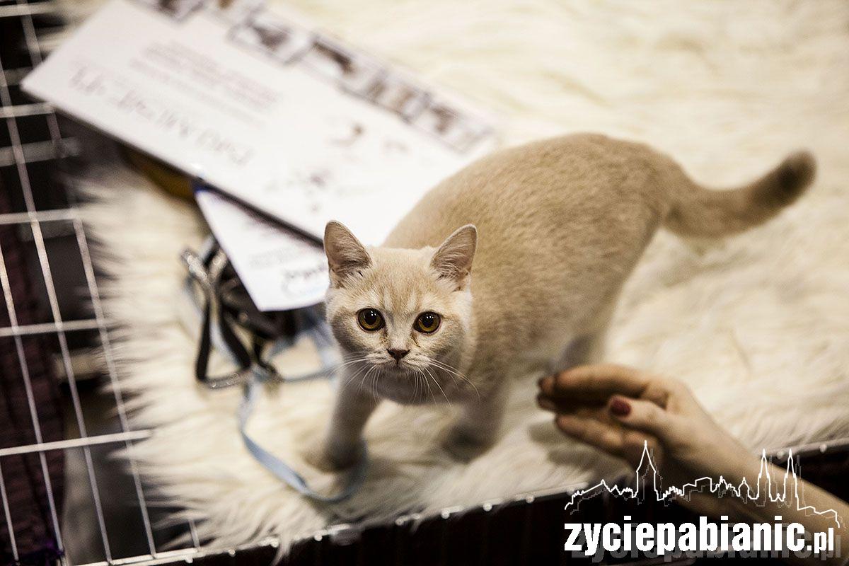 Wystawa rasowych kotów