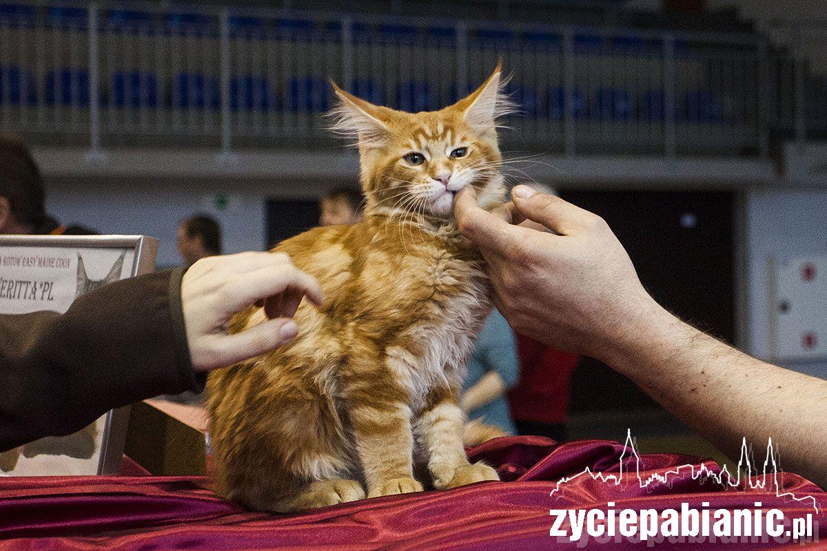 Wystawa rasowych kotów