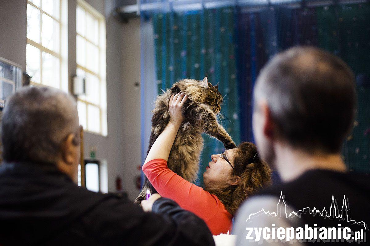 Wystawa rasowych kotów