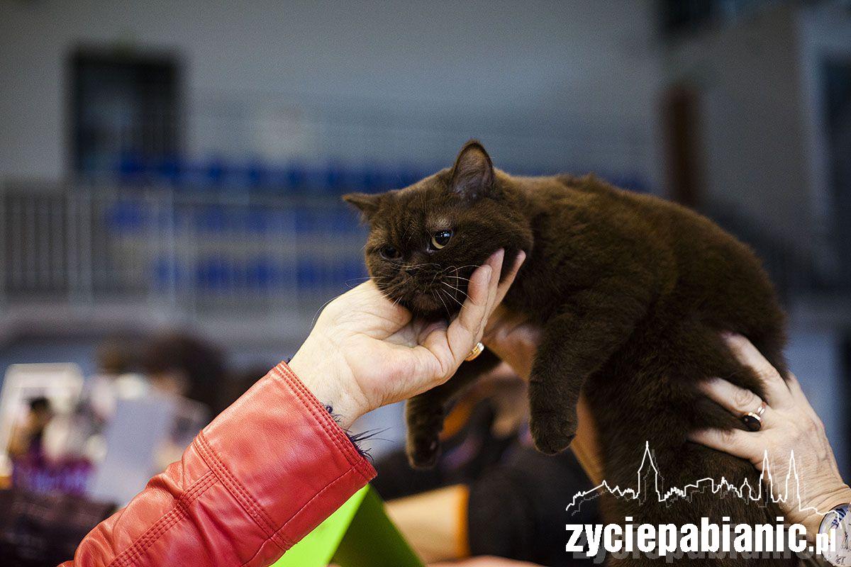 Wystawa rasowych kotów