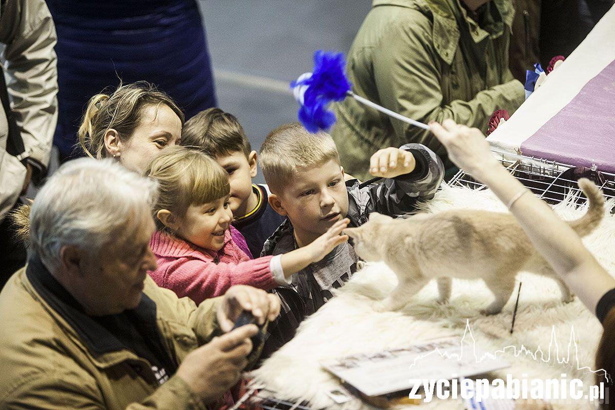 Wystawa rasowych kotów