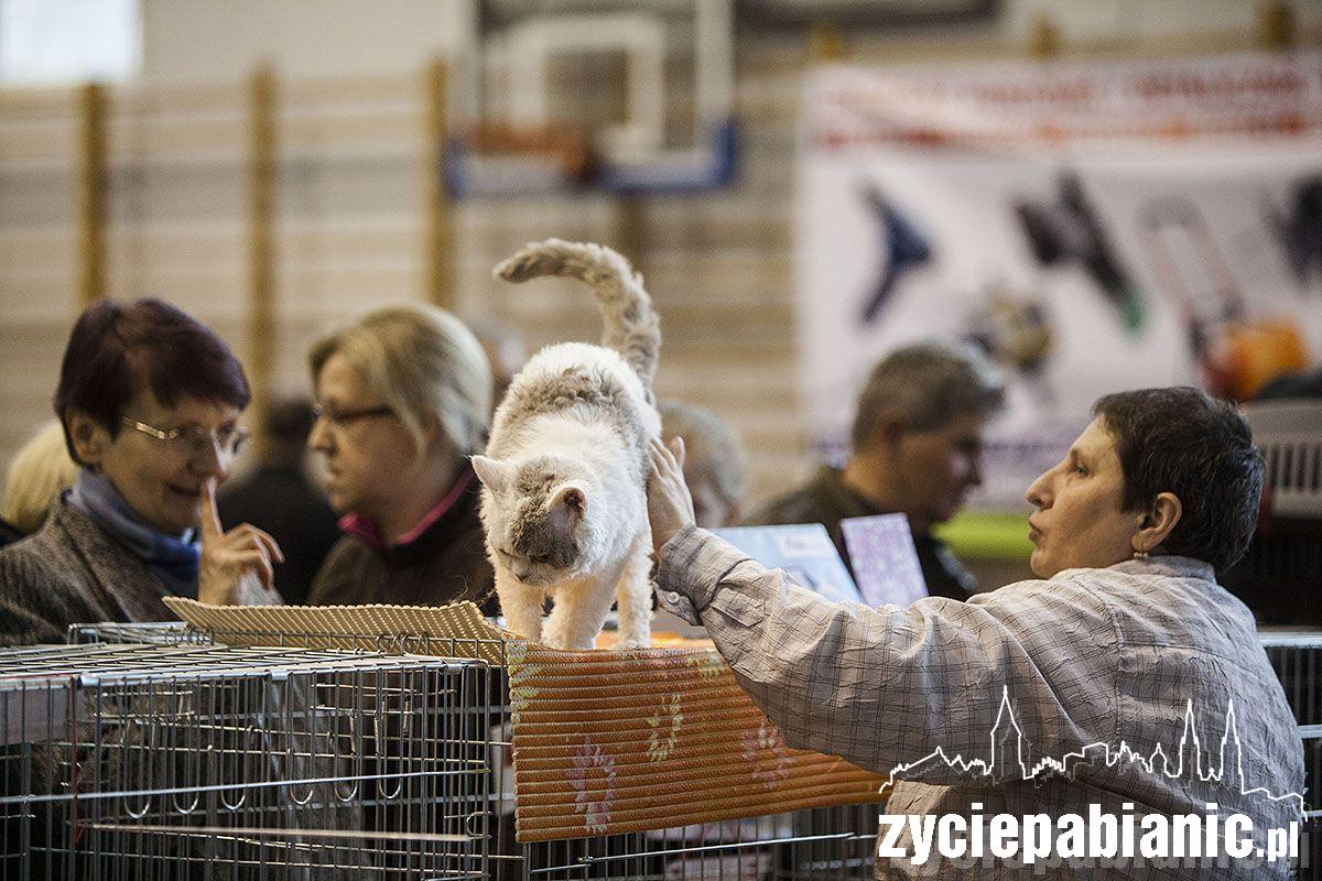 Wystawa rasowych kotów