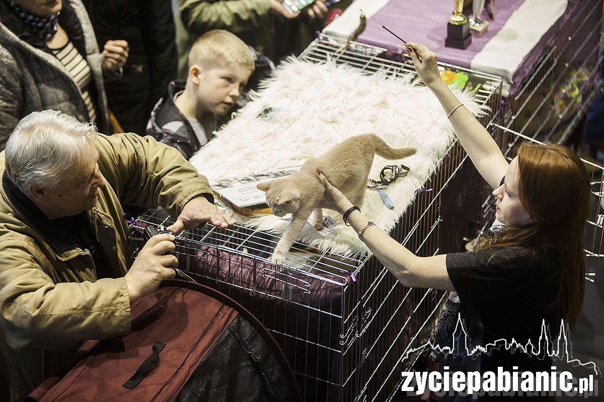 Wystawa rasowych kotów