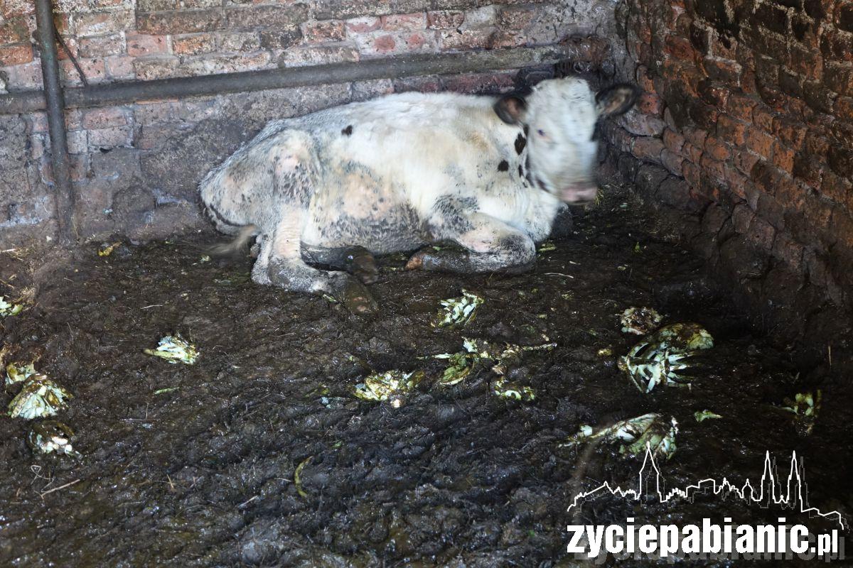 Interwencja Pogotowia dla zwierząt