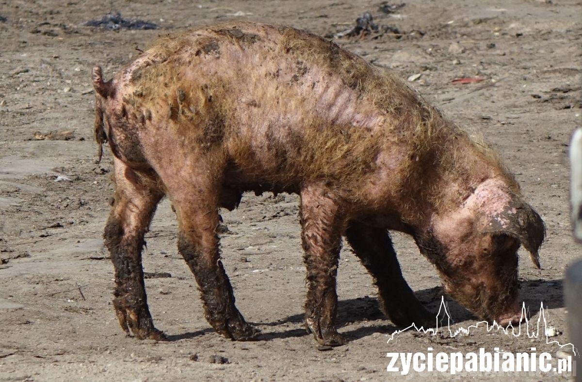 Interwencja Pogotowia dla zwierząt