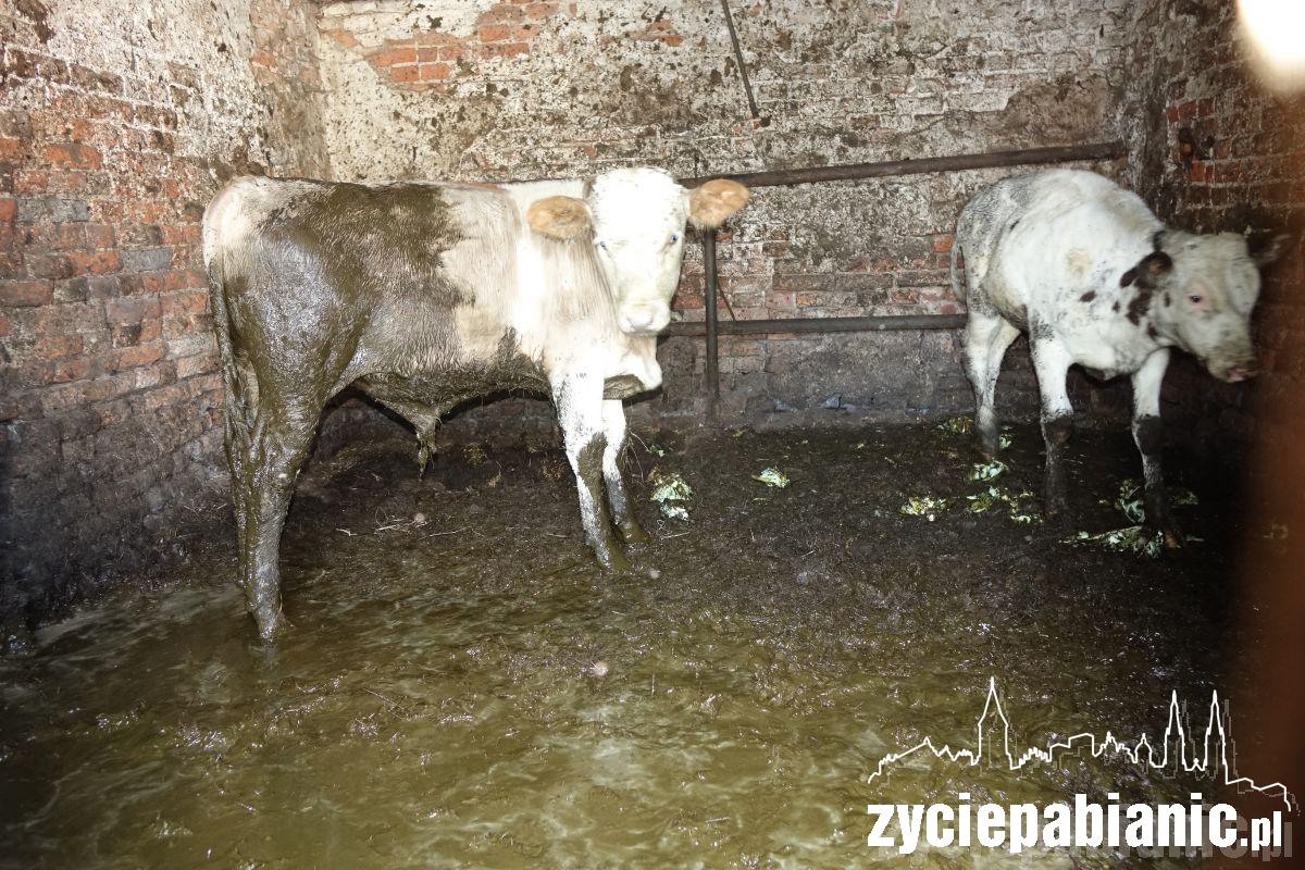 Interwencja Pogotowia dla zwierząt