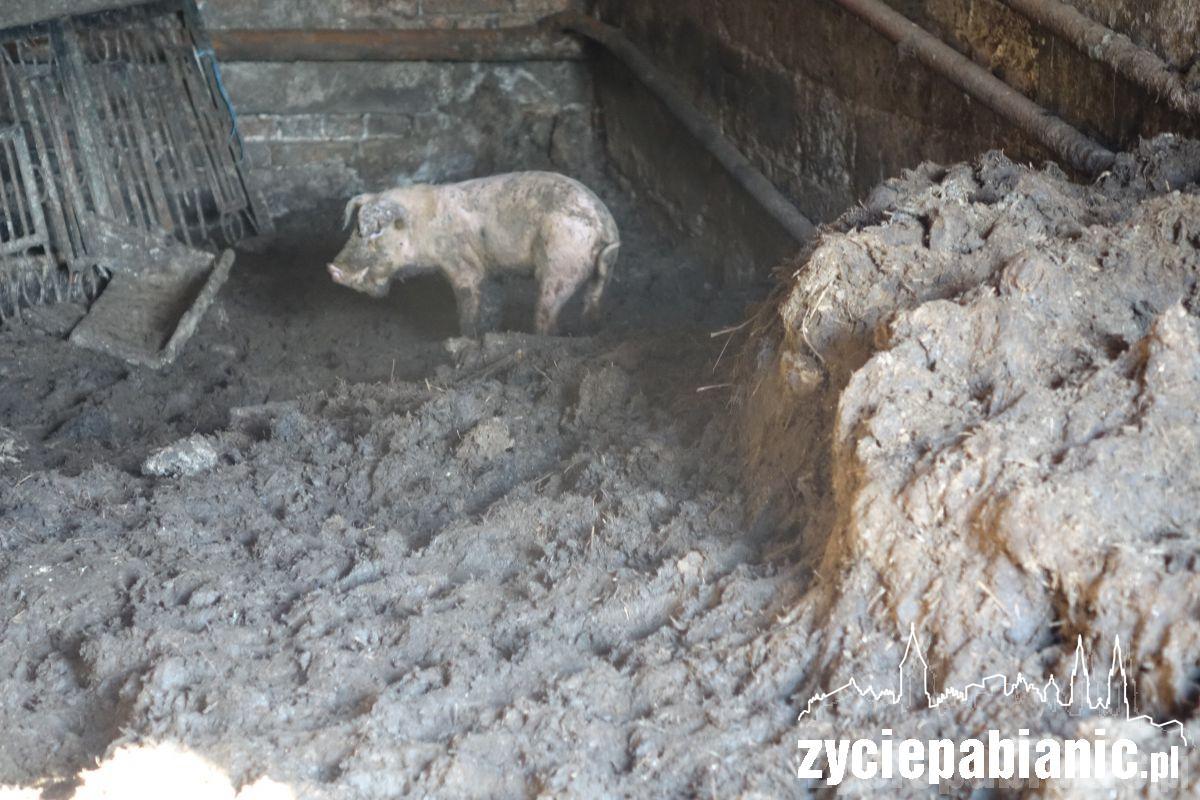Interwencja Pogotowia dla zwierząt