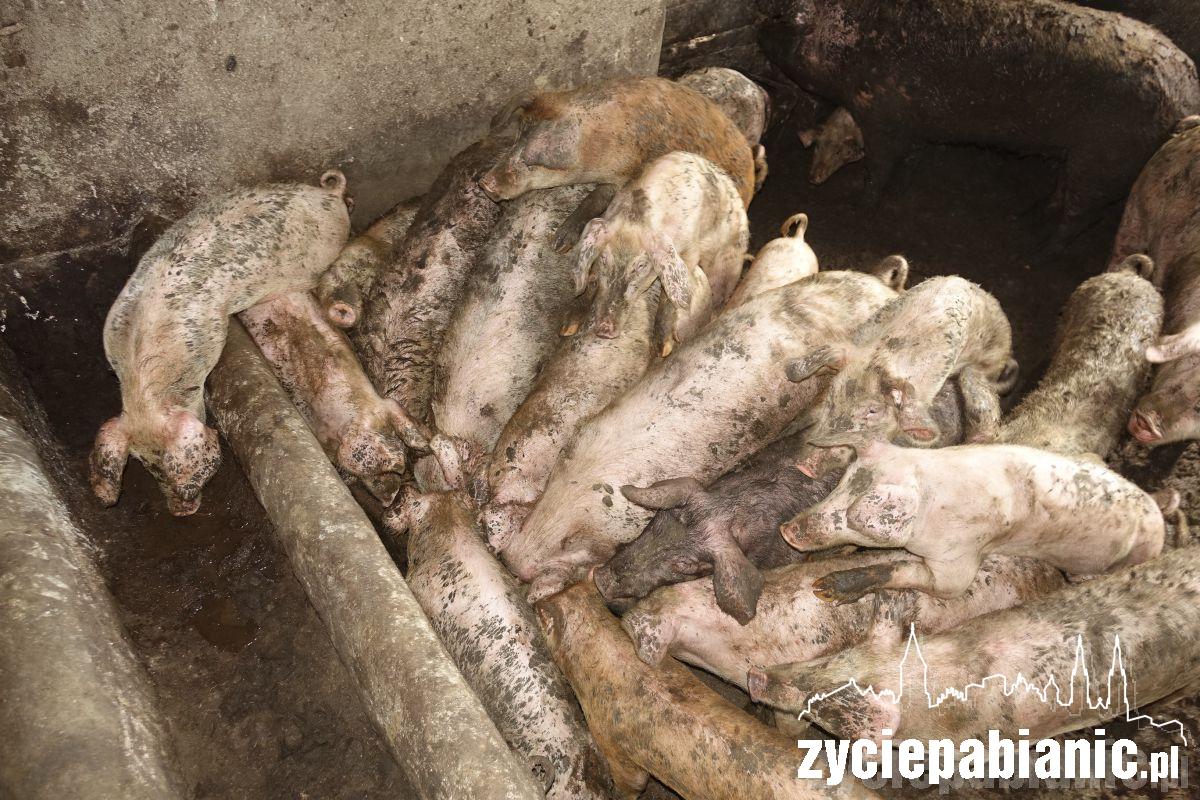 Interwencja Pogotowia dla zwierząt