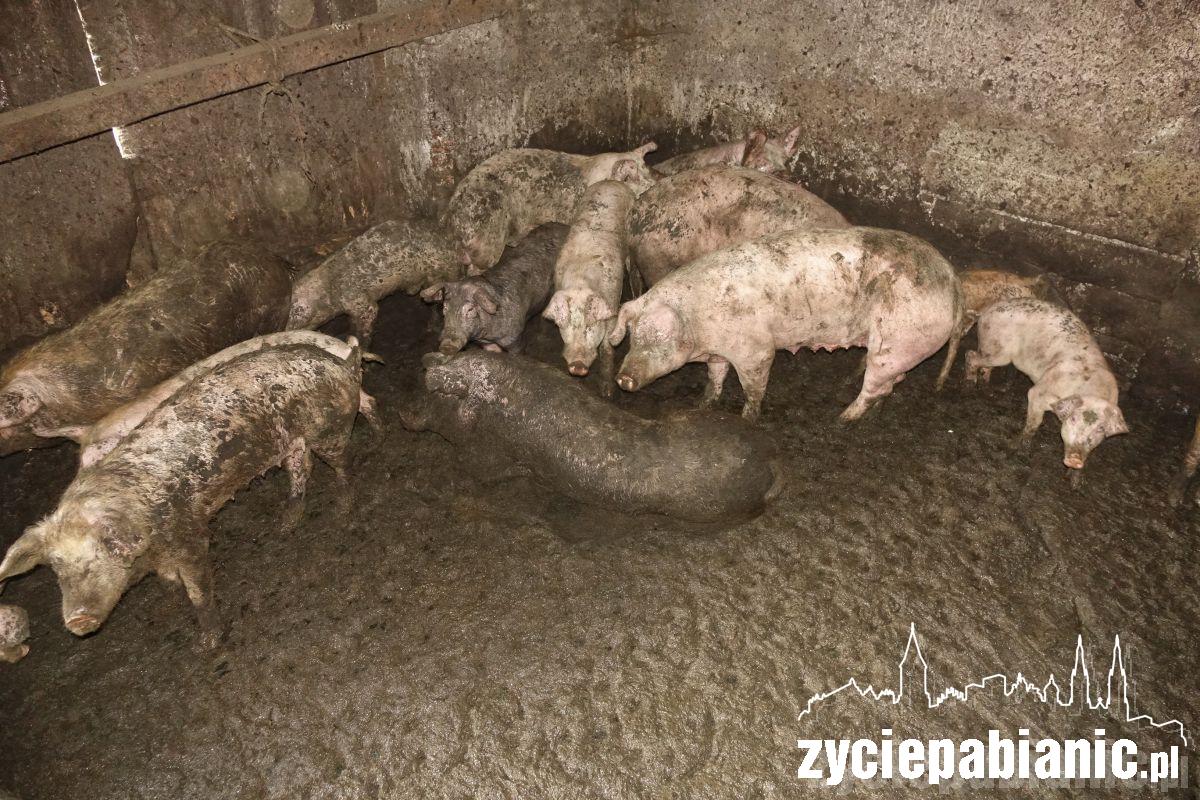 Interwencja Pogotowia dla zwierząt