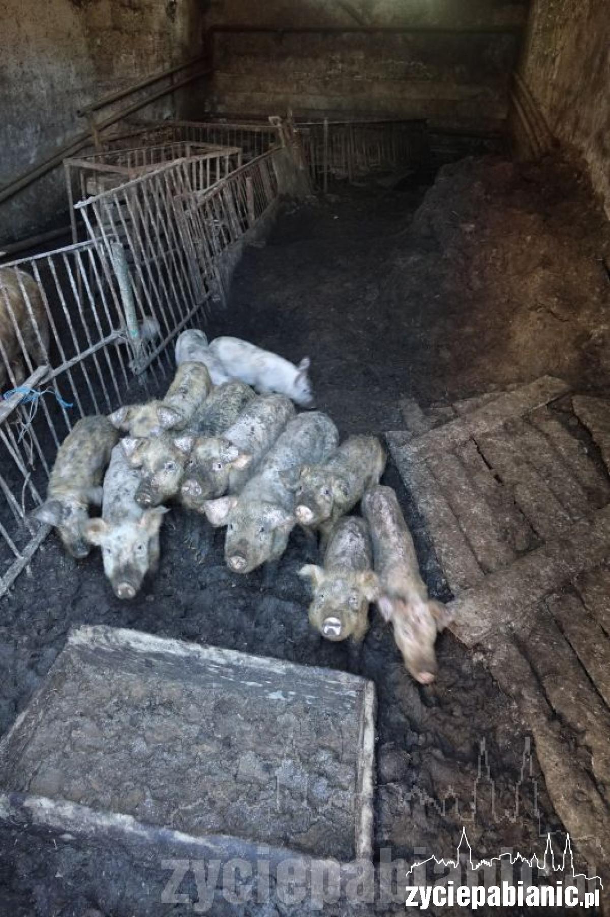 Interwencja Pogotowia dla zwierząt