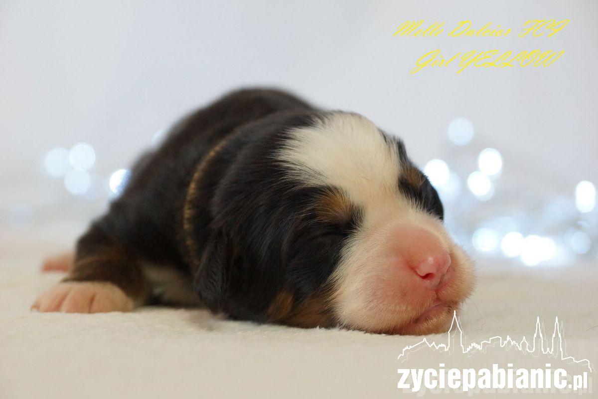 Pod koniec listopada mamą została Arin Melle Dulcior