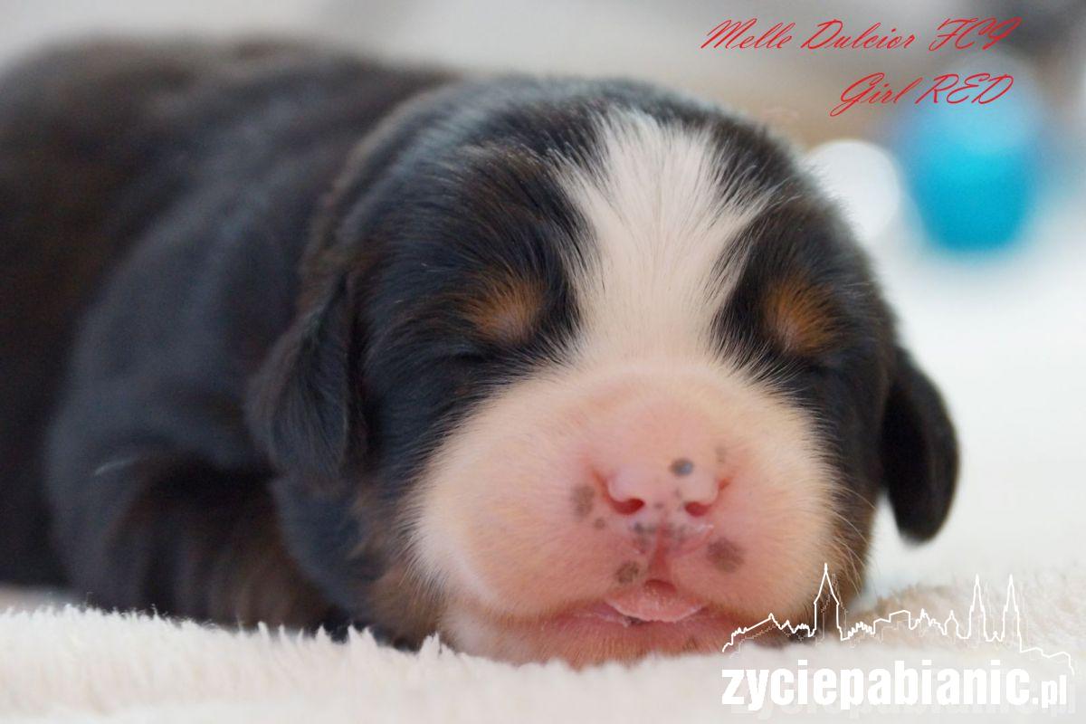 Pod koniec listopada mamą została Arin Melle Dulcior