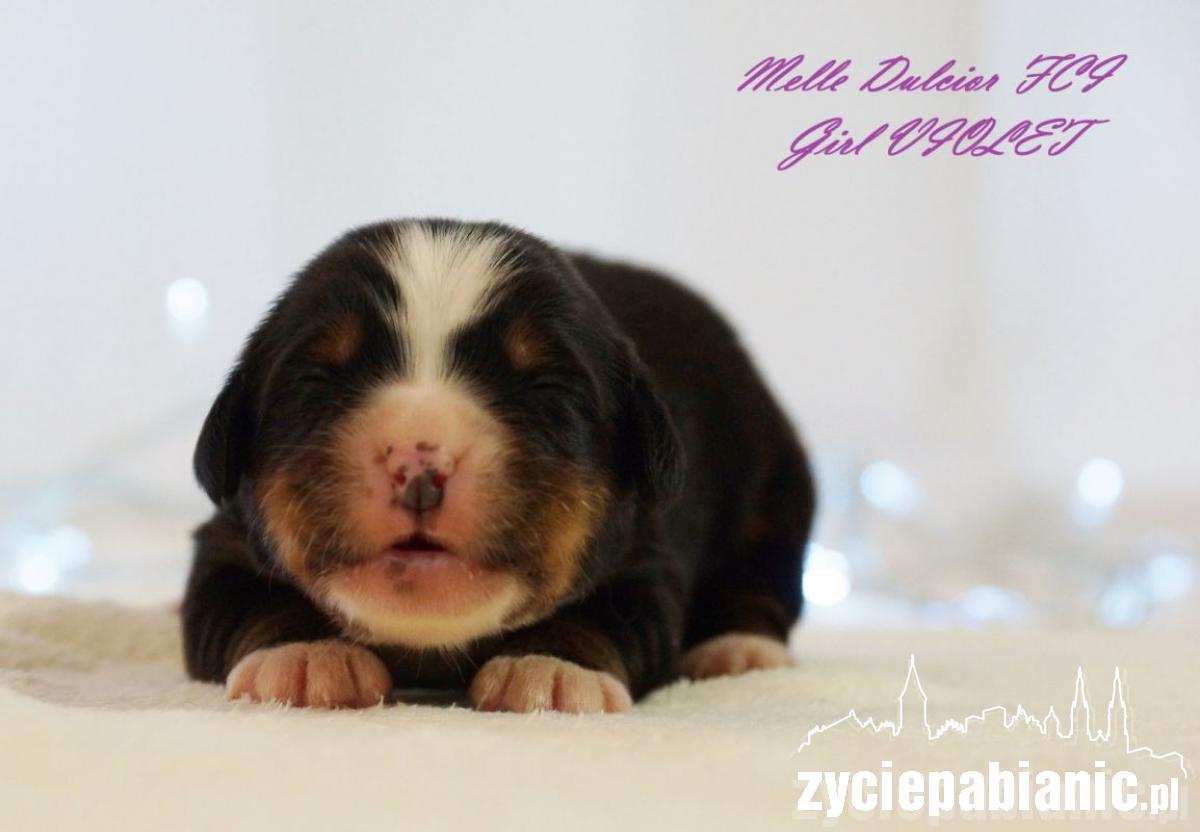 Pod koniec listopada mamą została Arin Melle Dulcior