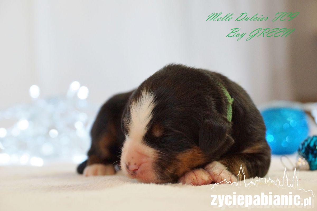 Pod koniec listopada mamą została Arin Melle Dulcior