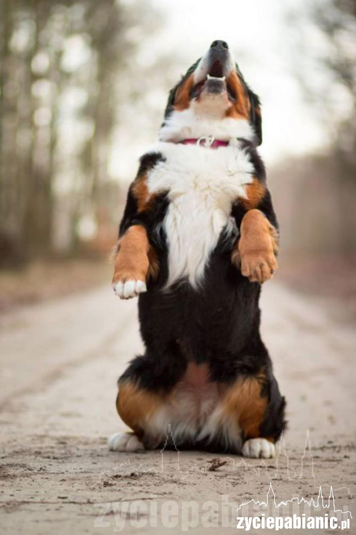 Pod koniec listopada mamą została Arin Melle Dulcior