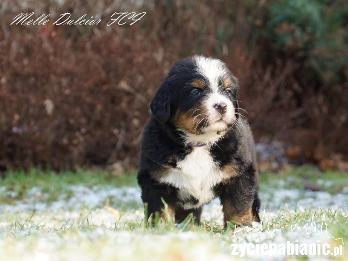 Pod koniec listopada mamą została Arin Melle Dulcior