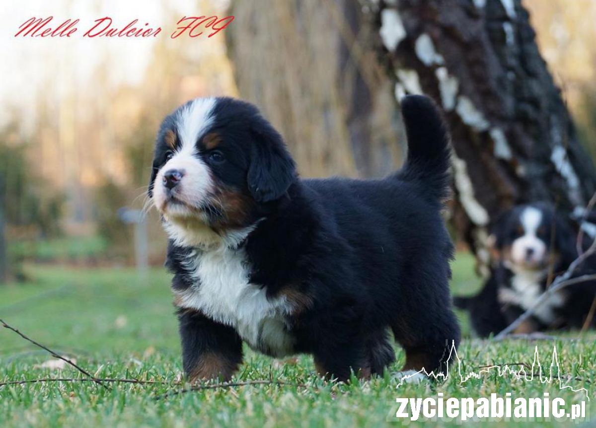 Pod koniec listopada mamą została Arin Melle Dulcior