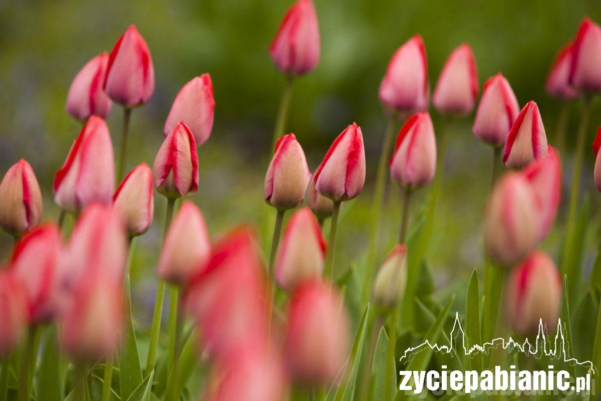 Zawitała do nas wiosna