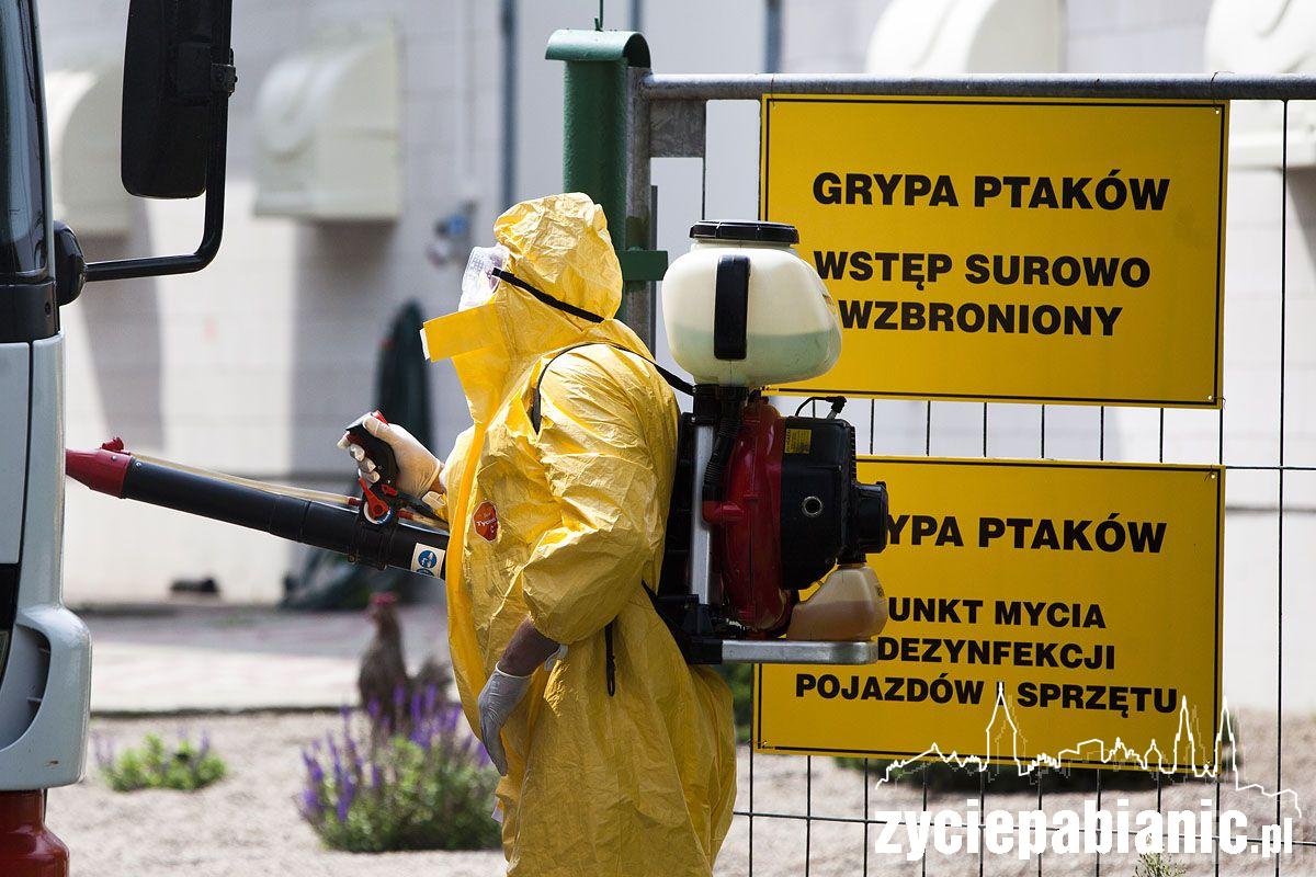 Ptasia grypa zaatakowała