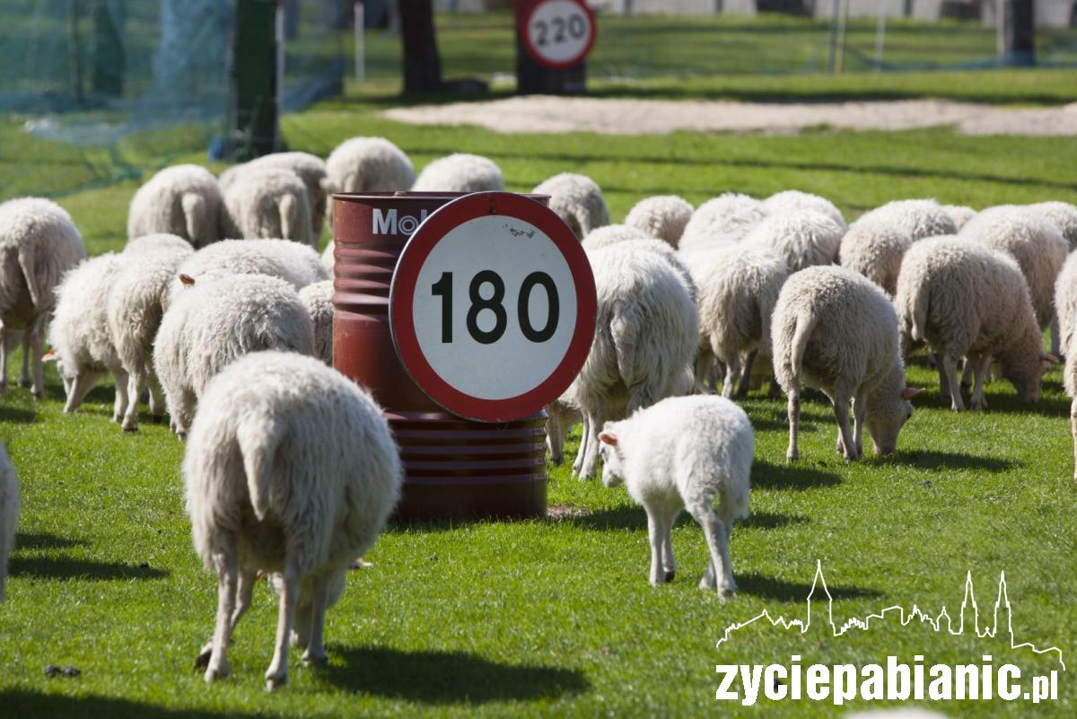 Arkadyjskie życie zwierząt na... polu golfowym