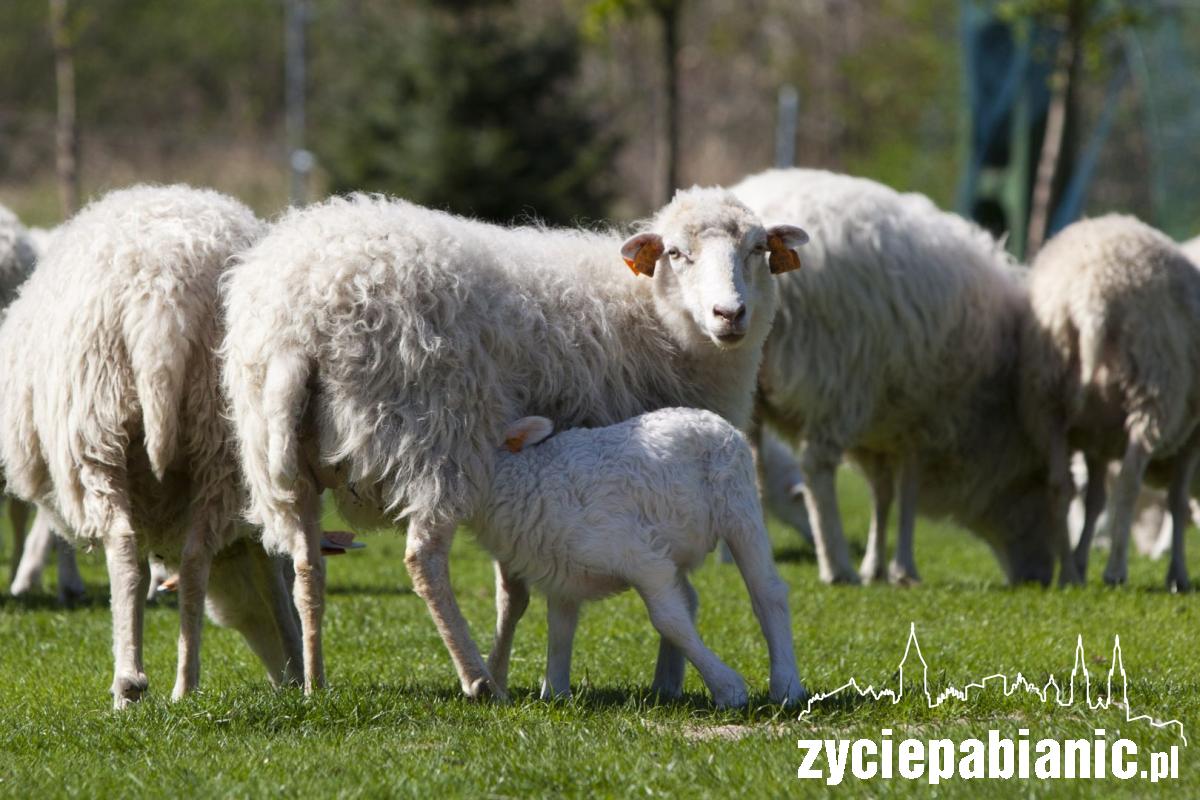 Arkadyjskie życie zwierząt na... polu golfowym