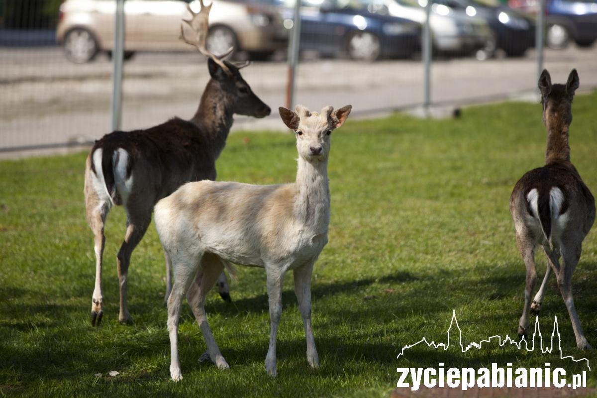 Arkadyjskie życie zwierząt na... polu golfowym