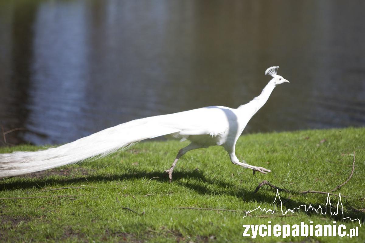 Arkadyjskie życie zwierząt na... polu golfowym