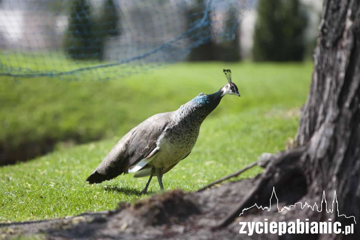 Arkadyjskie życie zwierząt na... polu golfowym