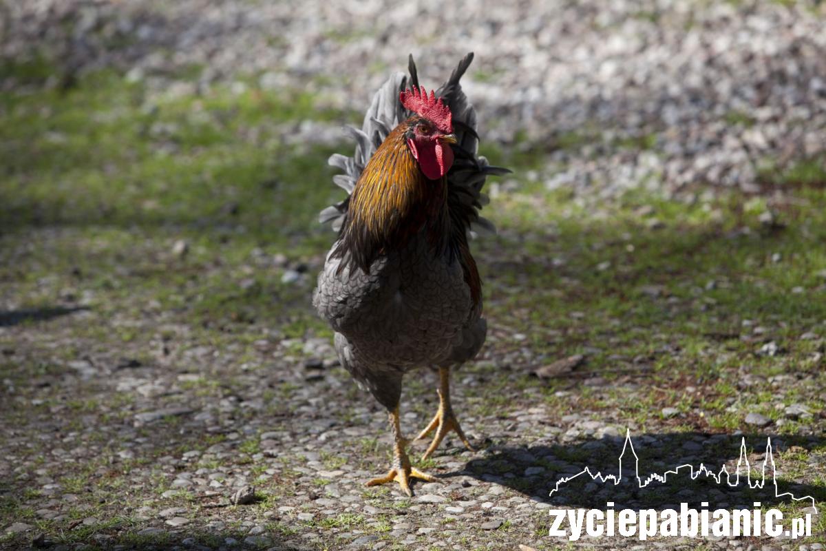 Arkadyjskie życie zwierząt na... polu golfowym