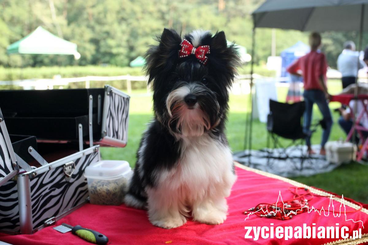 Rasowe psy zaprezentowały się w parku Wolności