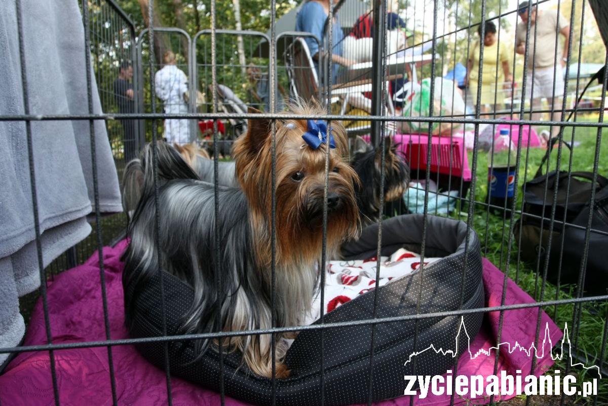 Rasowe psy zaprezentowały się w parku Wolności