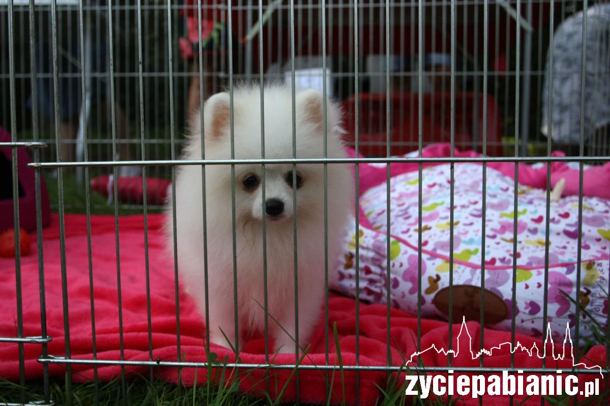 Rasowe psy zaprezentowały się w parku Wolności