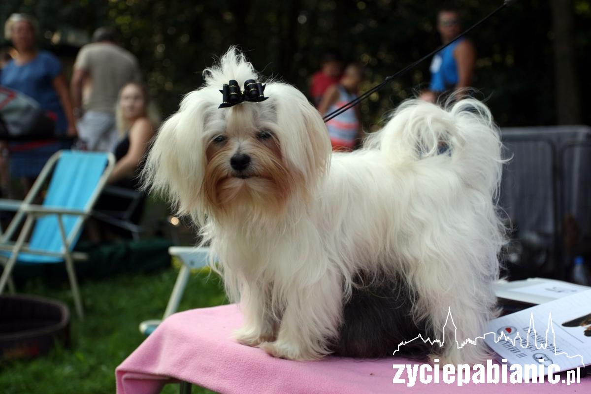 Rasowe psy zaprezentowały się w parku Wolności
