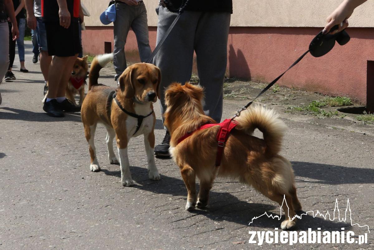 Piknik rodzinny PCK na Lewitynie