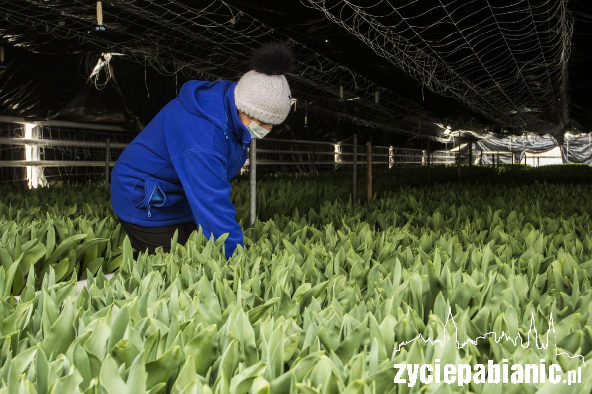 Jak wyrzucić 100.000 tulipanów?