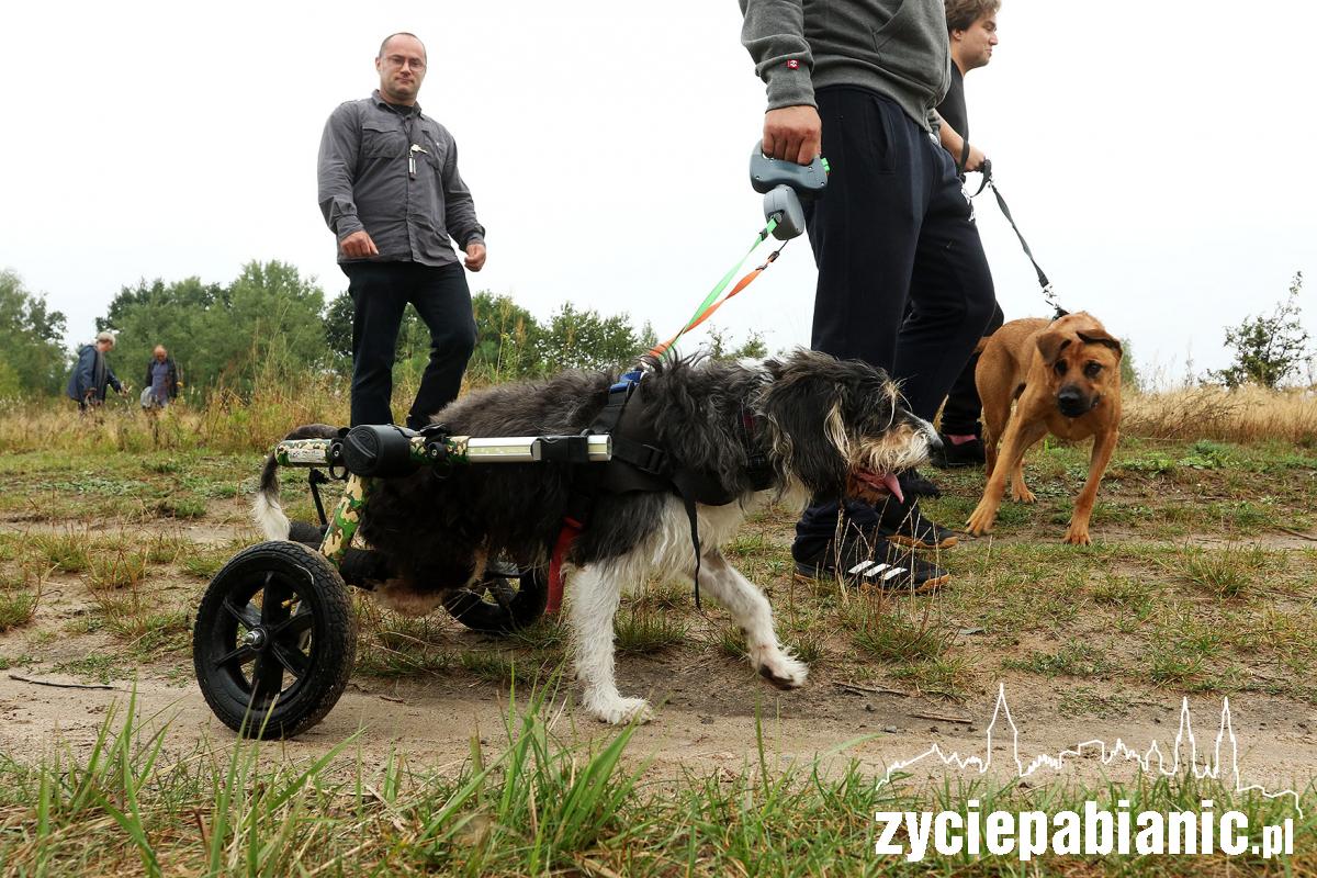 Zlot adoptowanych psów - PSIjaciel_4U_Pabianice