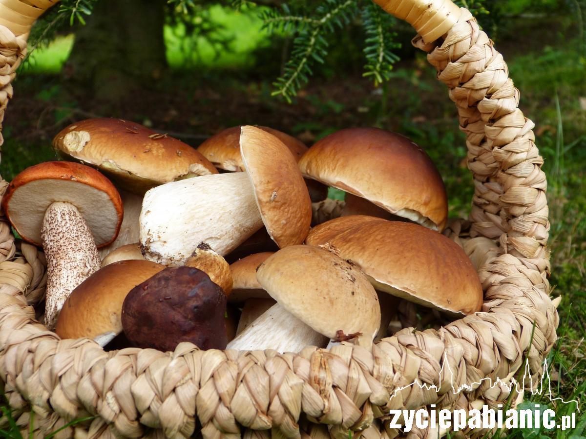 Gdzie rosną taaaakie grzyby?