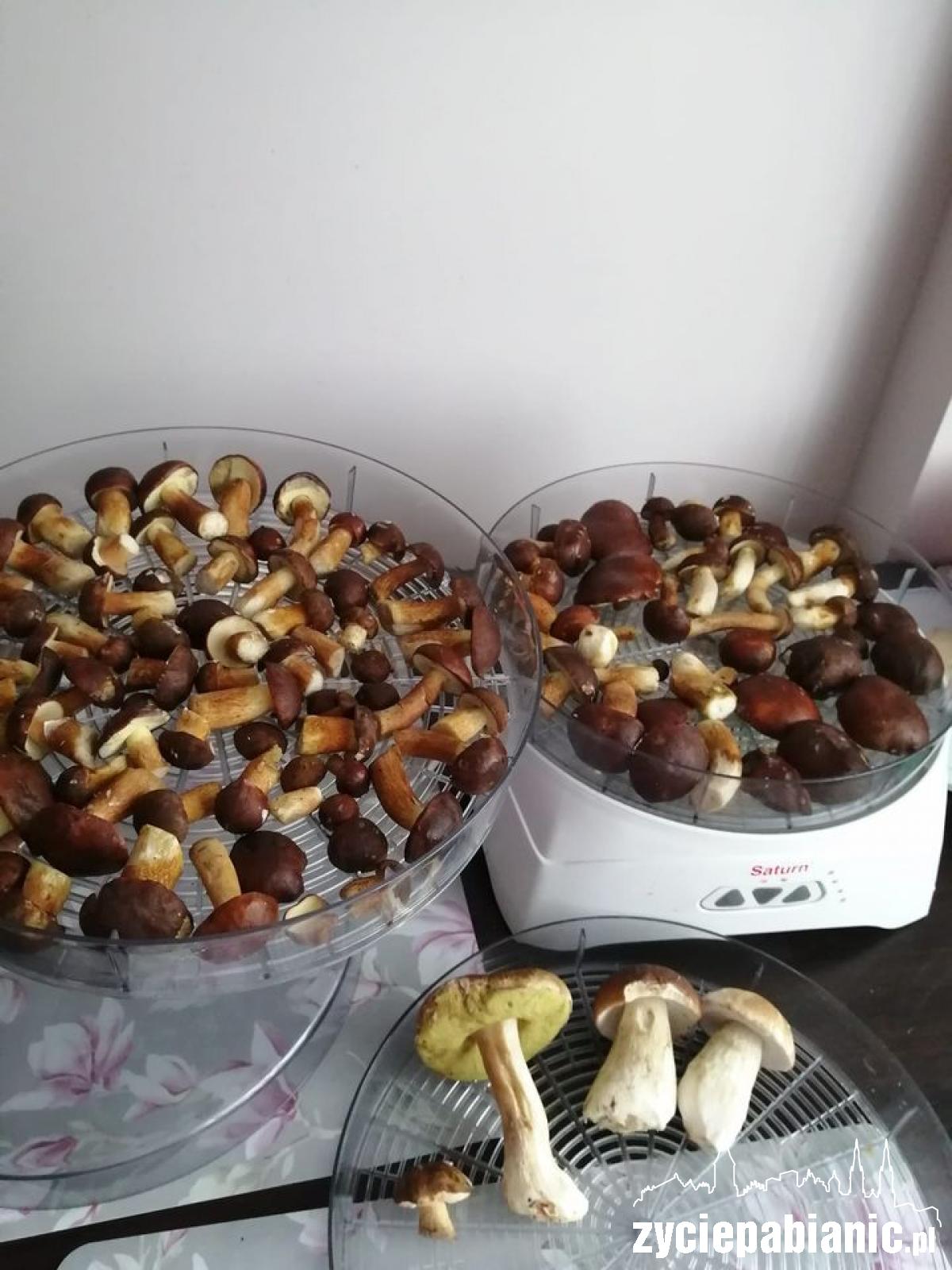Gdzie rosną taaaakie grzyby?
