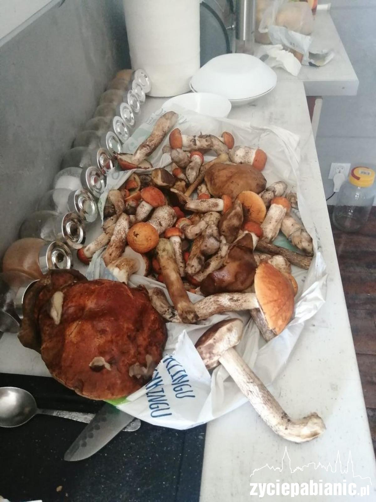 Gdzie rosną taaaakie grzyby?