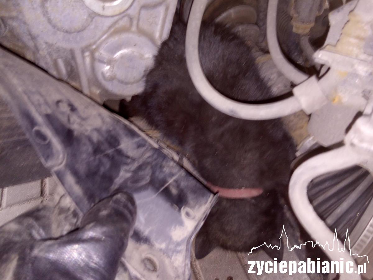 Animal Patrol: poszukiwani właściciele zwierząt
