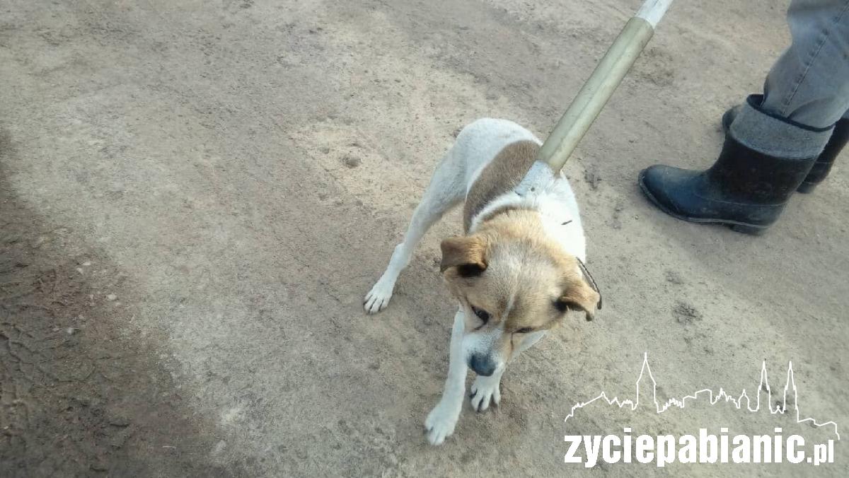 Animal Patrol: poszukiwani właściciele zwierząt
