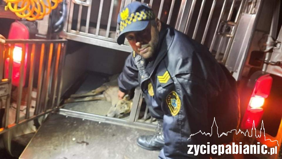 Ciężko ranna sarna uratowana