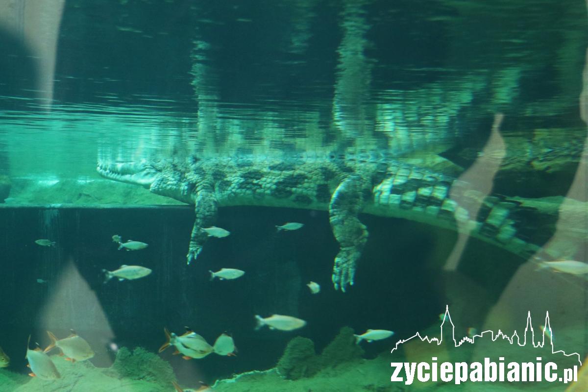 Orientarium po sąsiedzku