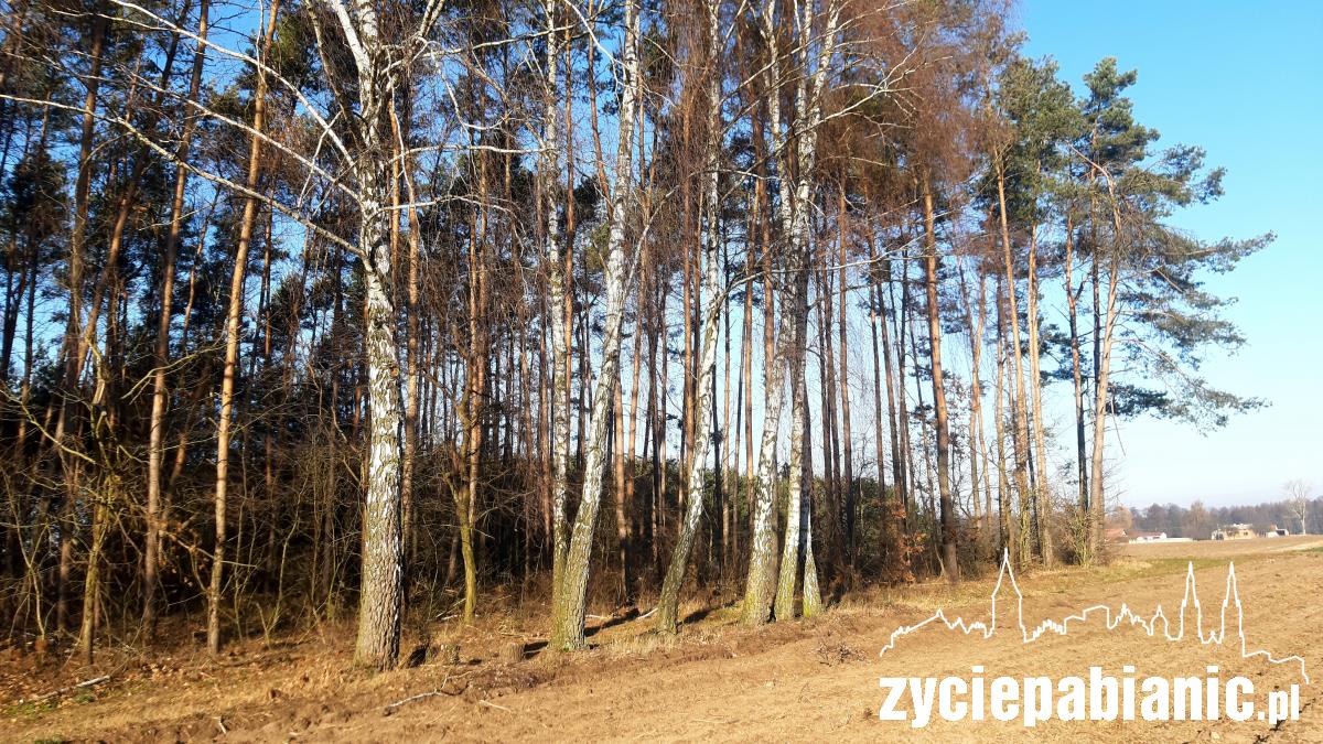 Akcja sprzątania lasów.  Sprawdź kiedy!