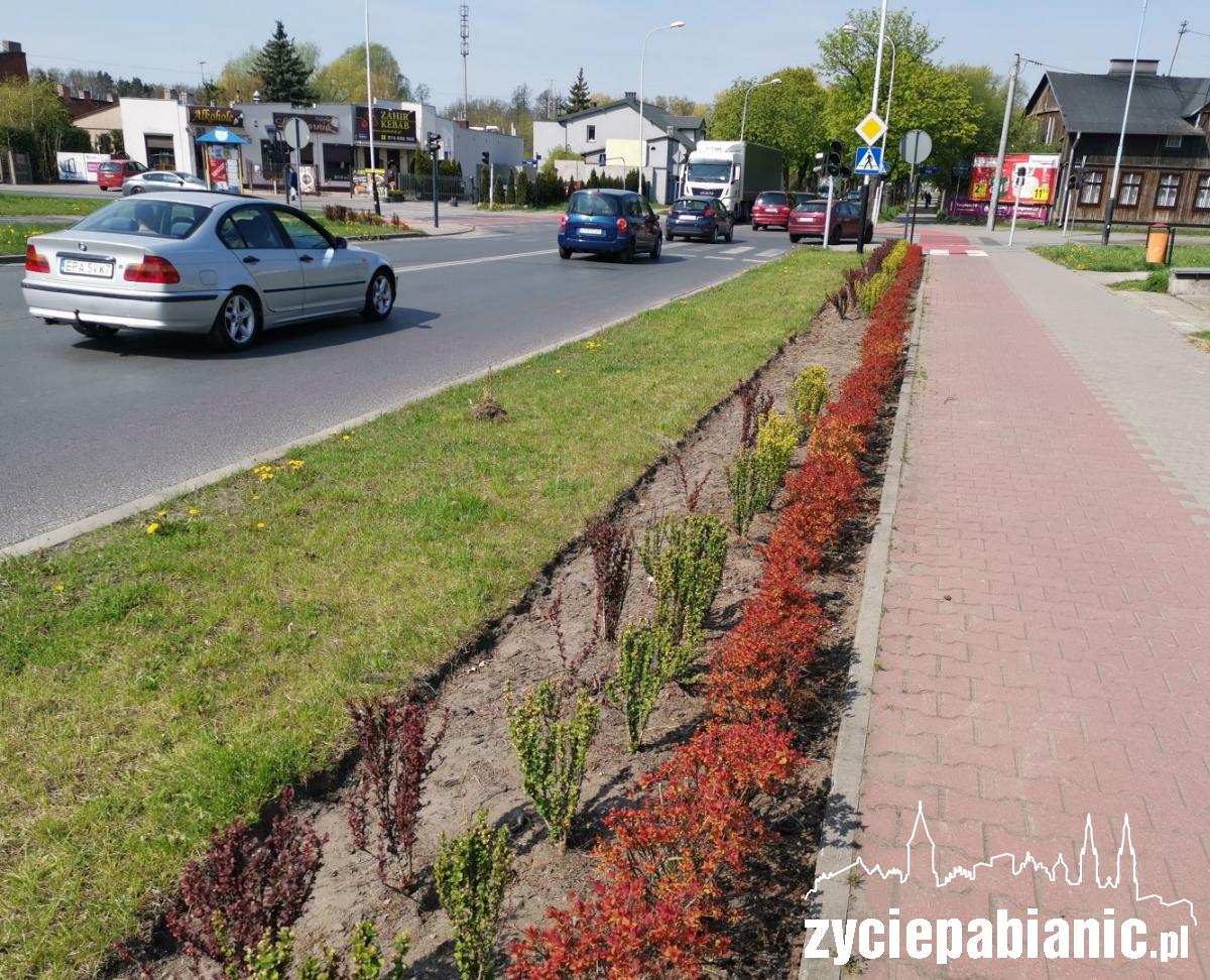 Posadzą ponad 50 drzew wzdłuż dróg powiatowych
