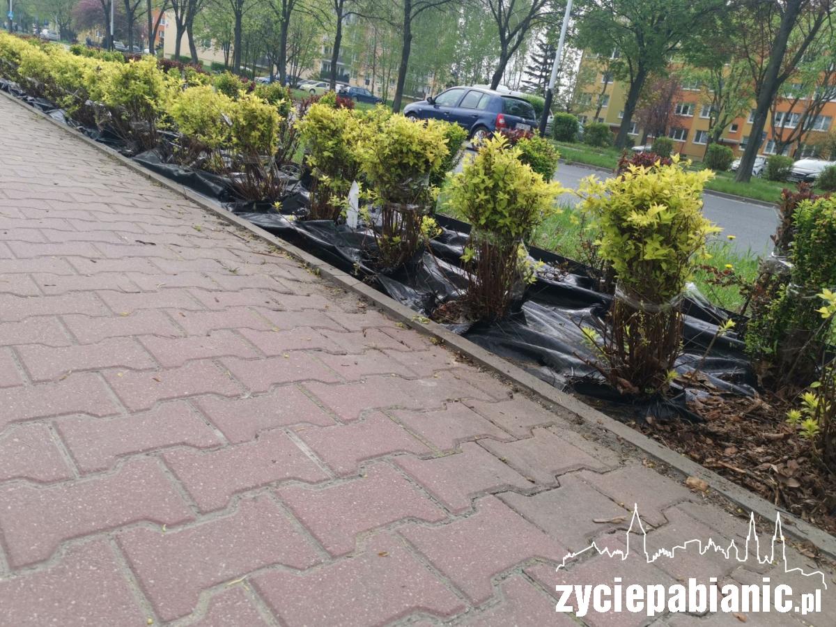 Posadzą ponad 50 drzew wzdłuż dróg powiatowych