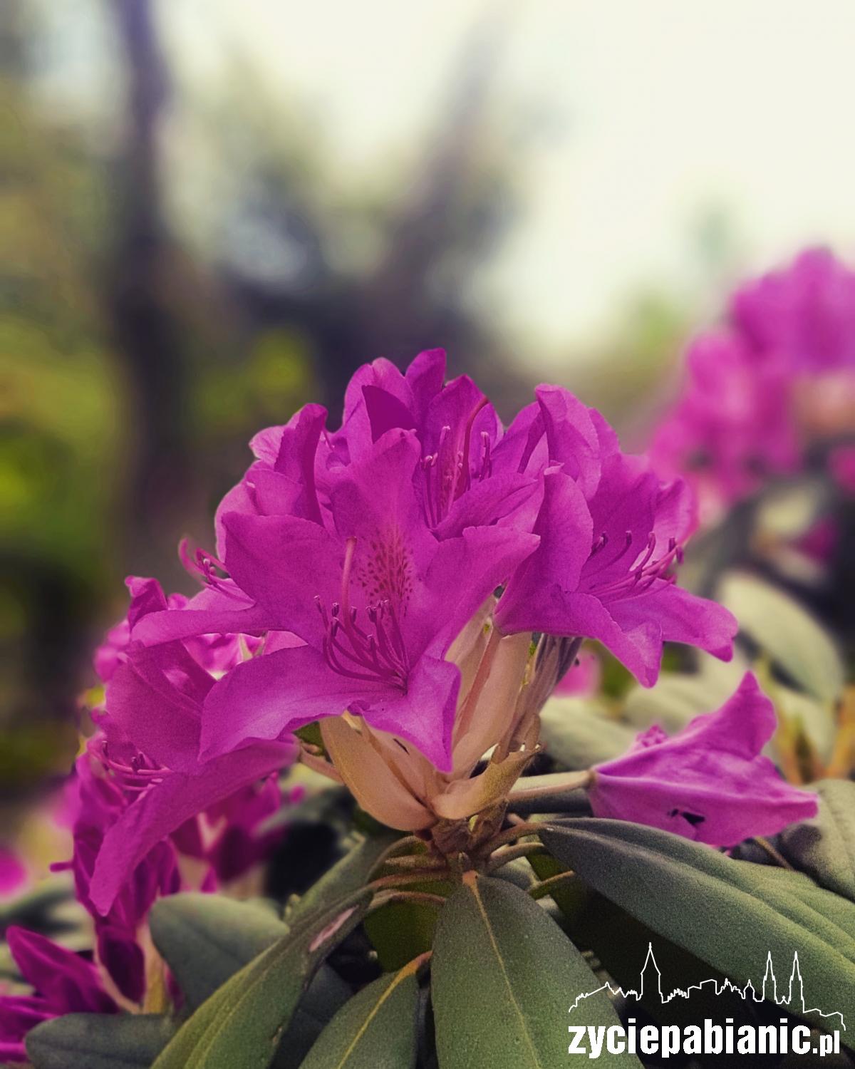 Festiwal Rododendronów z atrakcjami
