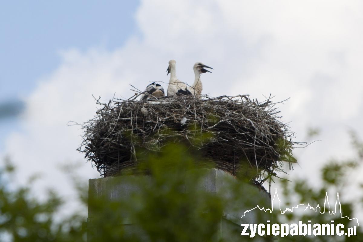 Strażacy uratowali bocianiątka