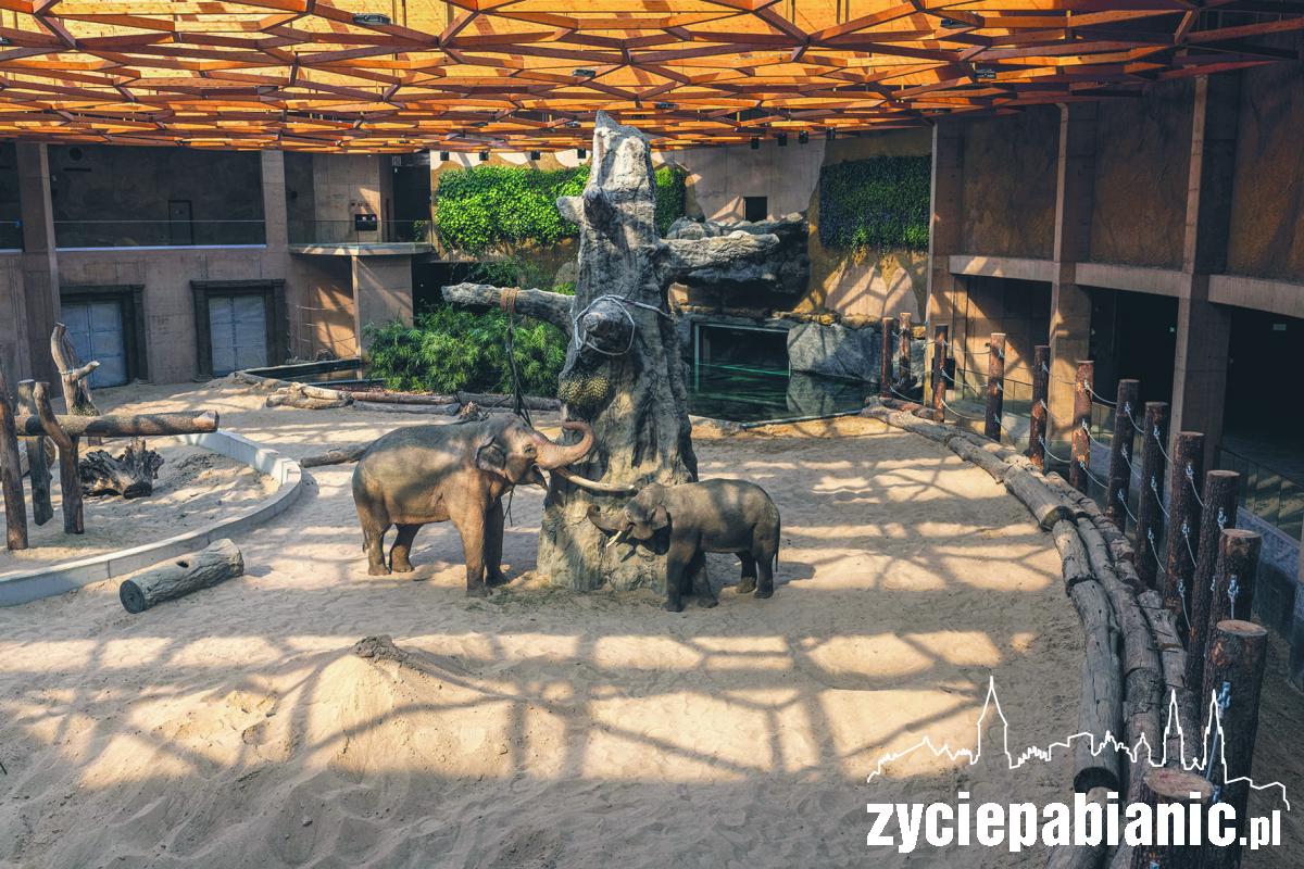 Moc atrakcji w Orientarium